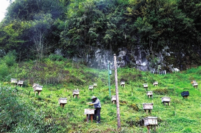 建峰村打造的中蜂养殖基地