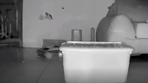 实拍：云南大理漾濞6.4级地震 猫咪被吓坏慌忙逃窜