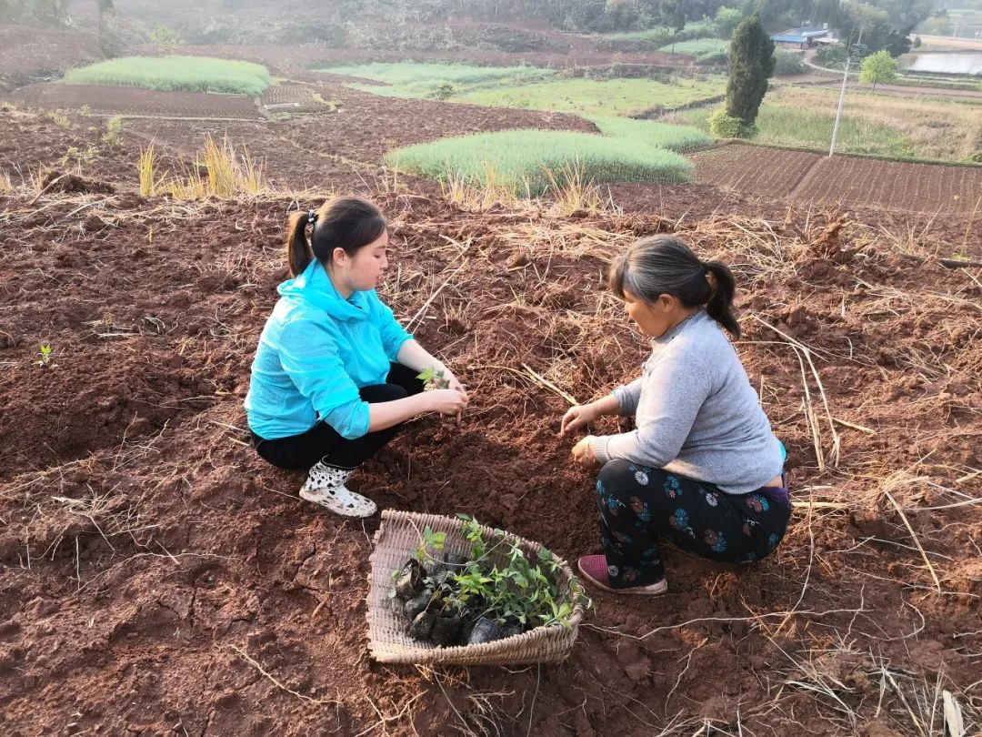 李欣（左一）和村民一起栽种花椒。
