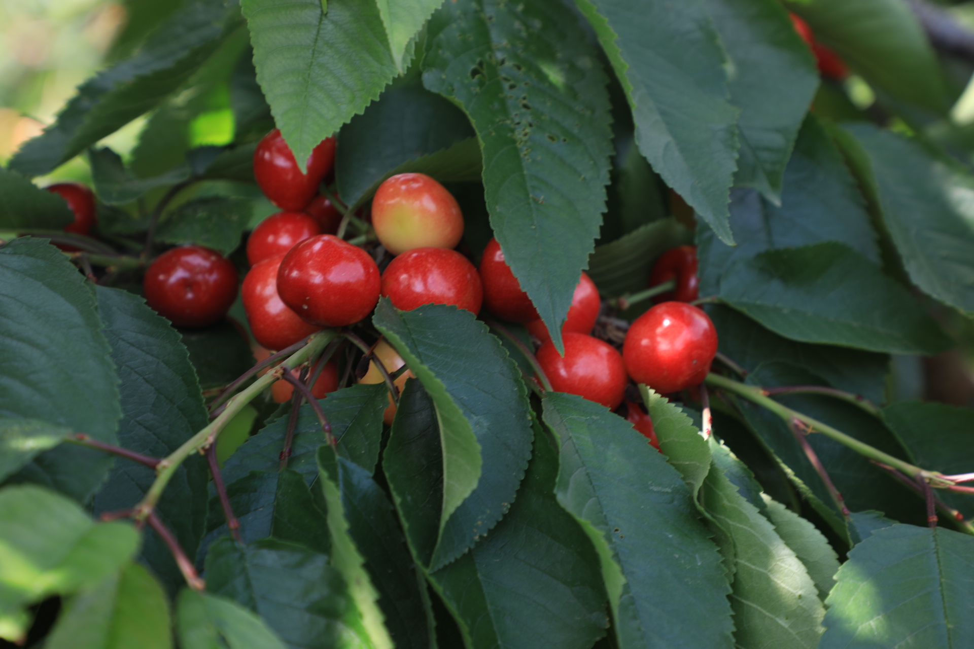 与会的领导和嘉宾共同为澄城县国家樱桃标准化示范县,澄城樱桃直采