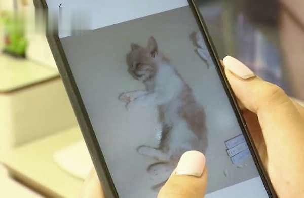 网购宠物猫，3天就病死了？商家：只能吃我家猫粮