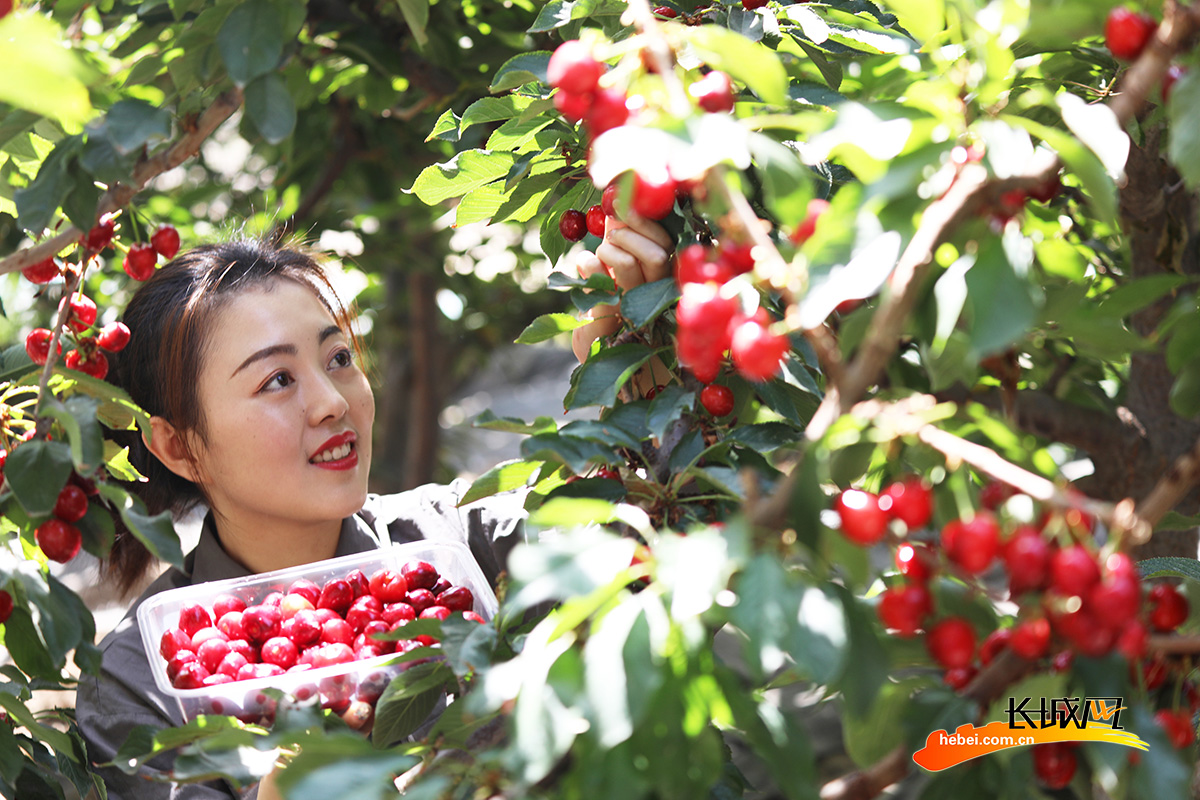 5月17日，游客在丰润区兴富种植农民专业合作社大棚内采摘樱桃。朱大勇 摄