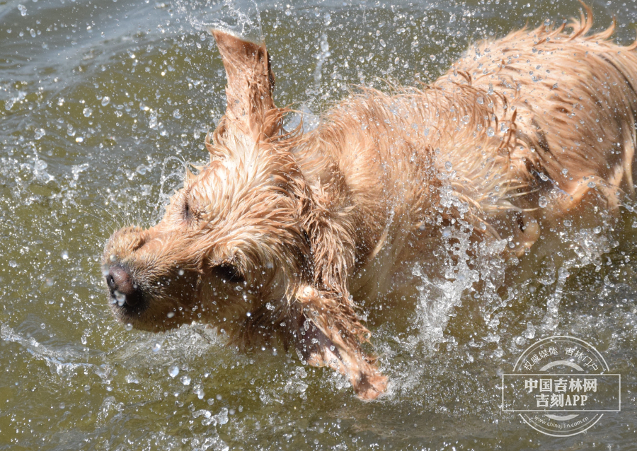 小狗也到水中凉快一下。