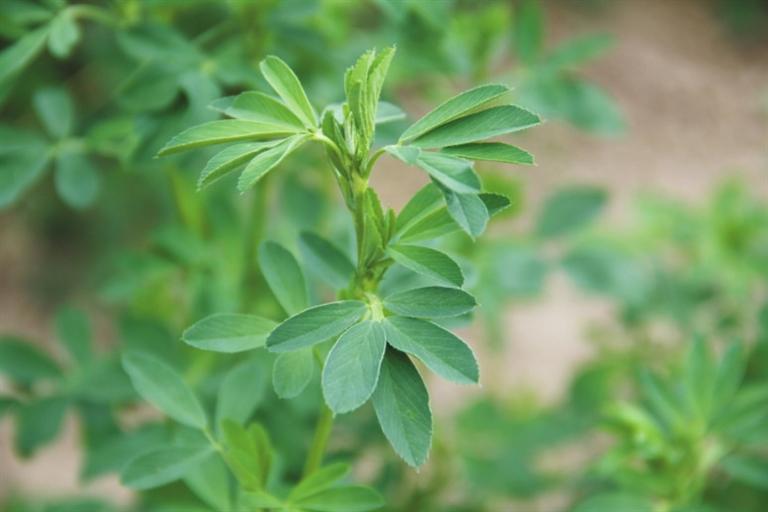 中天1号紫花苜蓿叶片特征