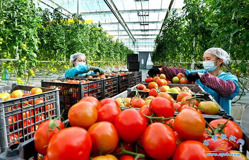 ▲发展戈壁农业助农增收