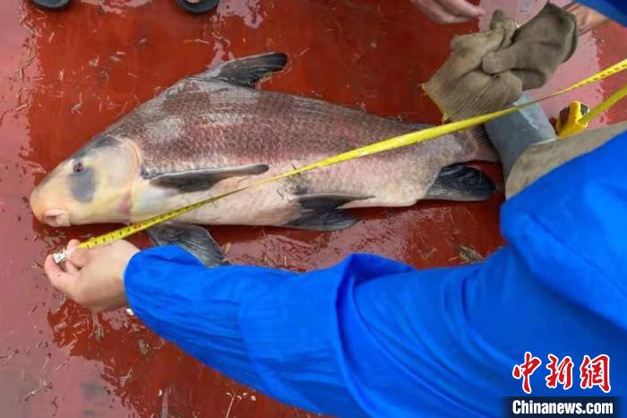 5月16日，江西省水产科学研究所在长江湖口水域科研监测时，监测捕获一条系胭脂鱼。　江西省农业农村厅禁捕办供图