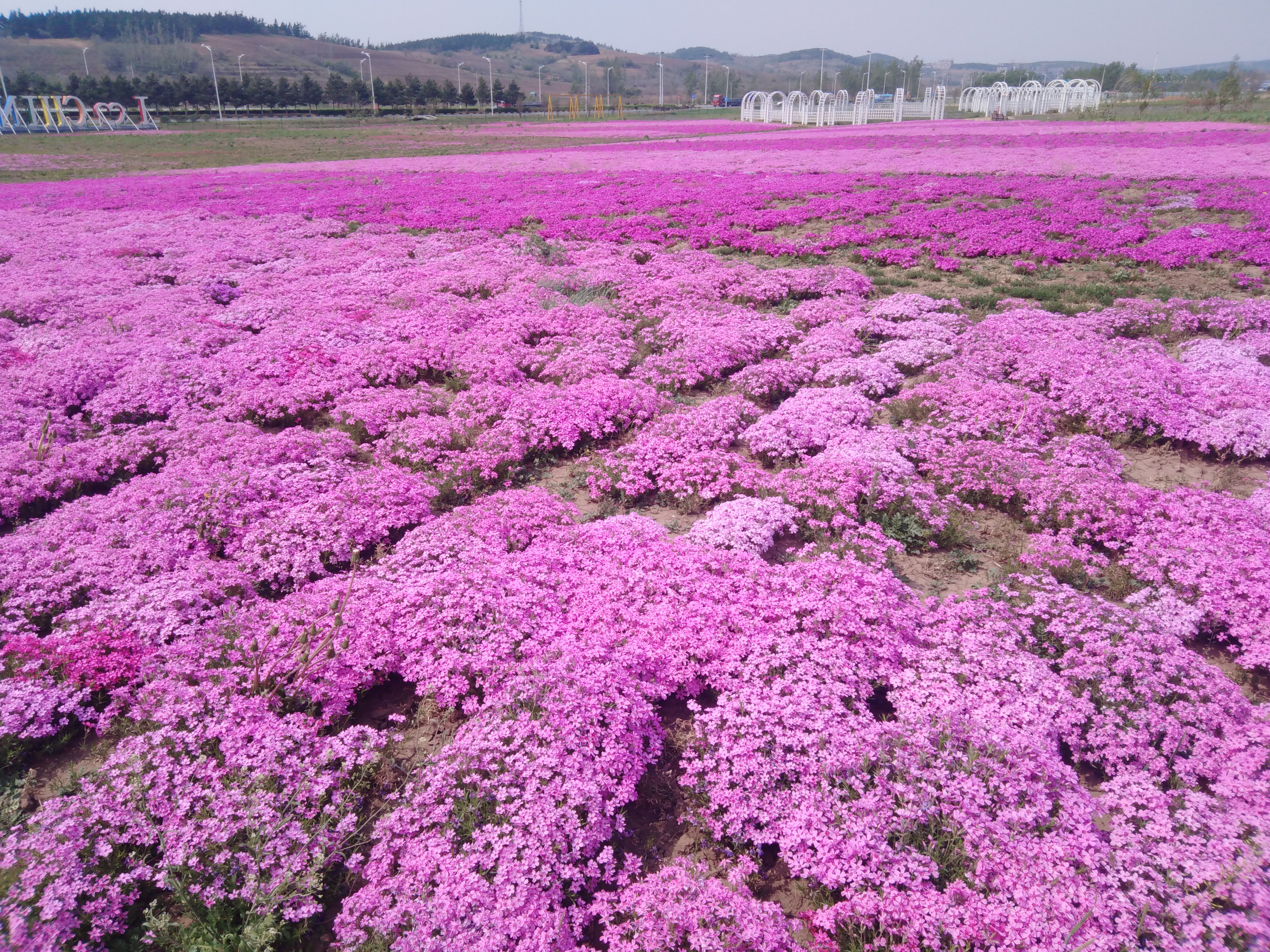 来"凉爽的"莲花山,邂逅浅山花海赏"彩虹"凤凰网长春_凤凰网