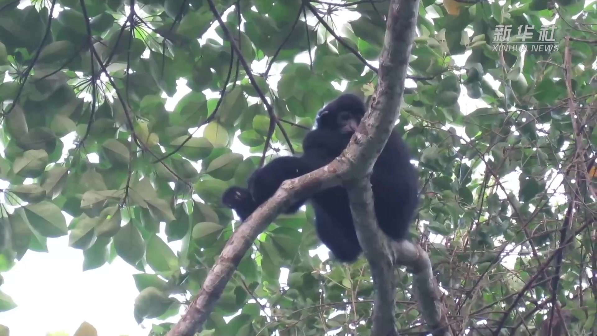 （保护生物多样性）7只到33只：海南长臂猿的艰难拯救