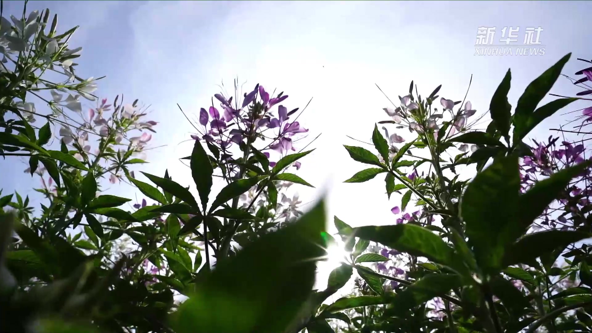 走！和小姐姐上岛看“花花世界”