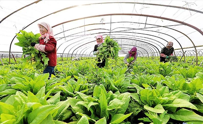 ▲订单蔬菜助力脱贫致富