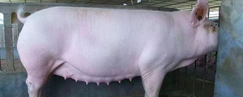 三农科普咸阳市主要生猪品种介绍
