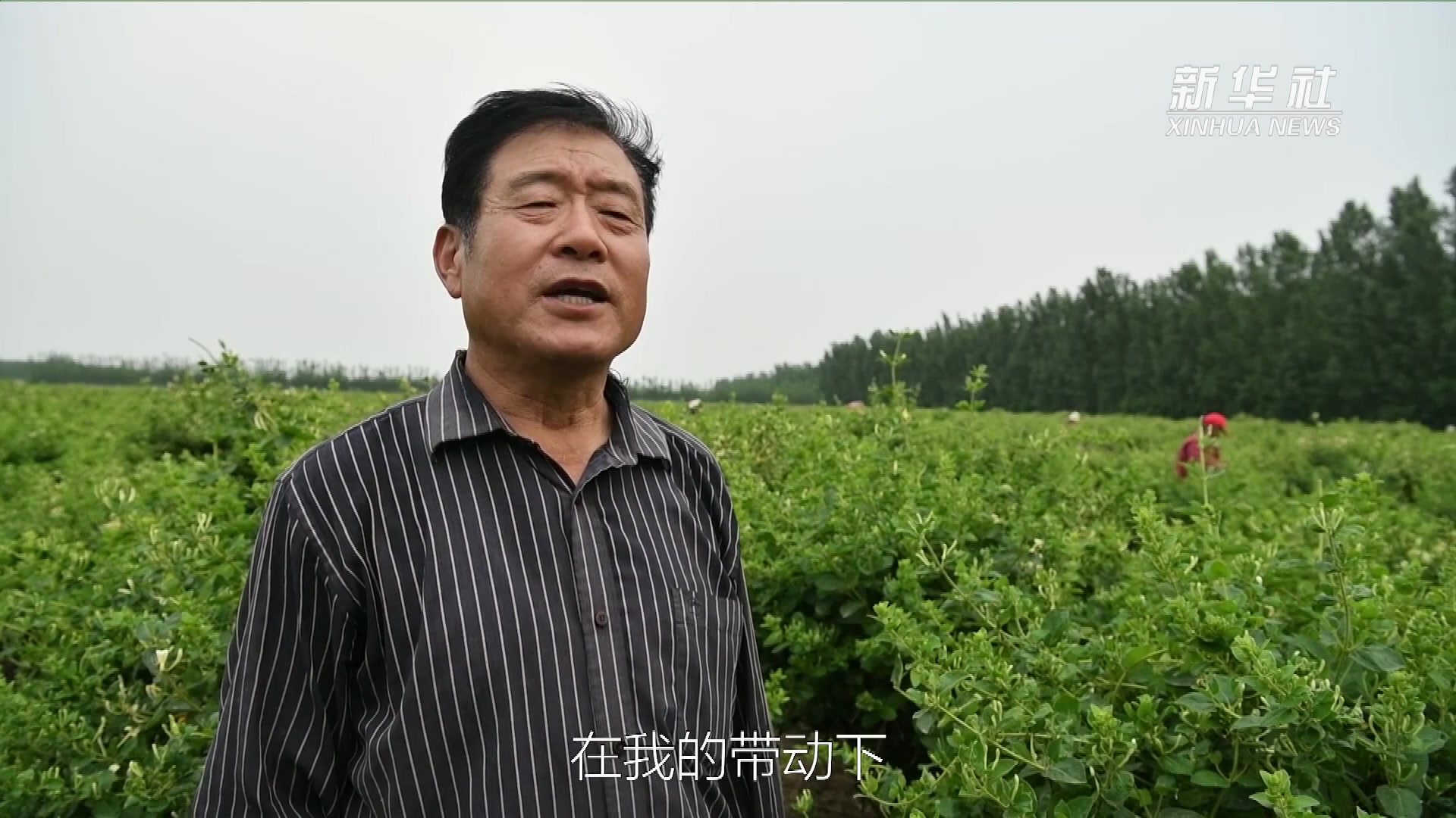 山东邹平：中药材种植助农增收