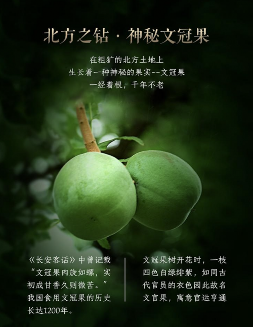 全球学界封为"生命之果"的文冠果神奇在哪?__凤凰网