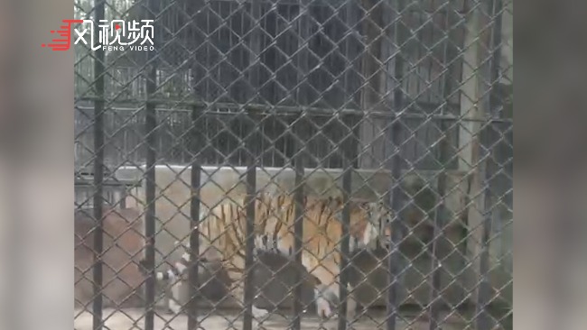 安徽蚌埠一动物园饲养员遭老虎袭击不幸遇难，已饲养老虎近20年