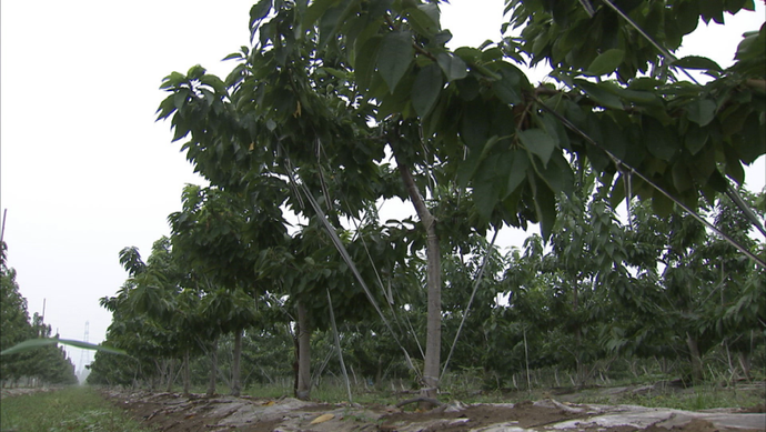 图为段甲岭镇蒋福山上的果园