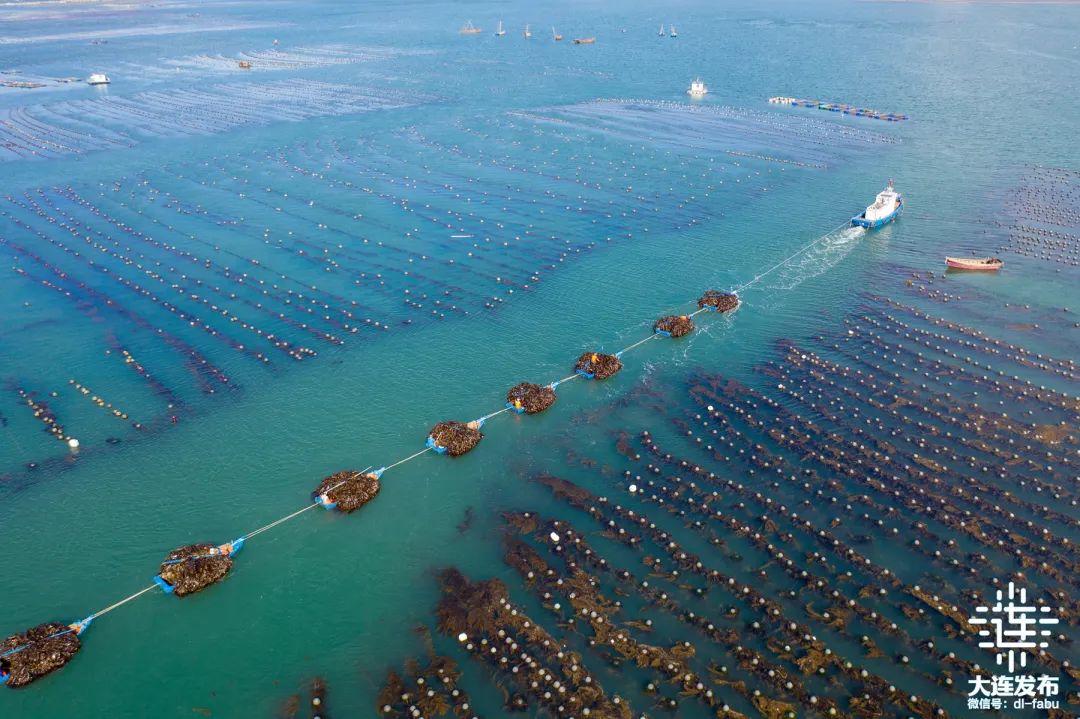 海带一排排苗绳埋在海中一直向远方延伸浮筏和养殖绳勾勒出整齐的田垄