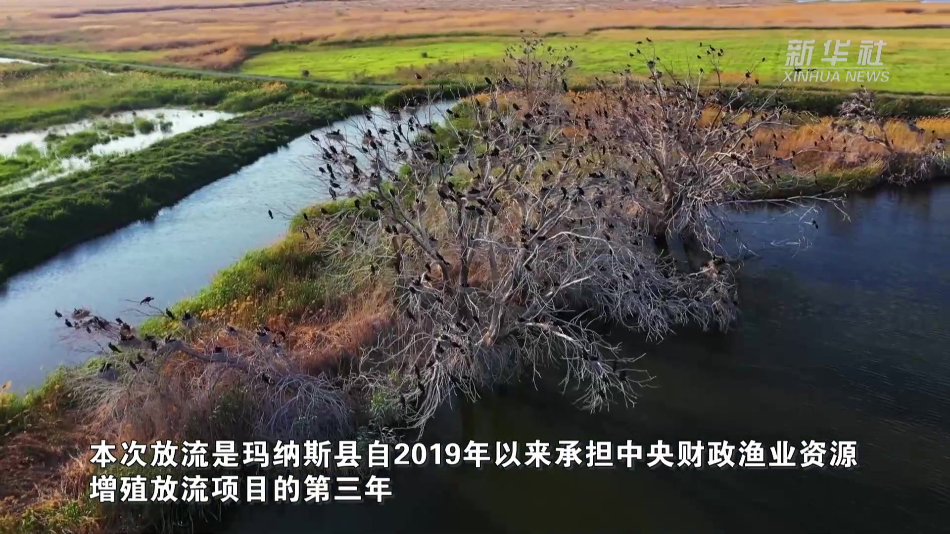 新疆玛纳斯湿地：鱼类增殖放流 维持湿地生态平衡