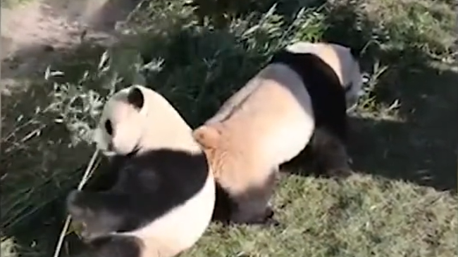 雄性熊猫无视雌熊猫求爱 冷落一旁自顾自啃竹子
