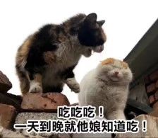 测评|豆柴猫粮：双拼风干系列。营养美味，超高性价比，全网打call