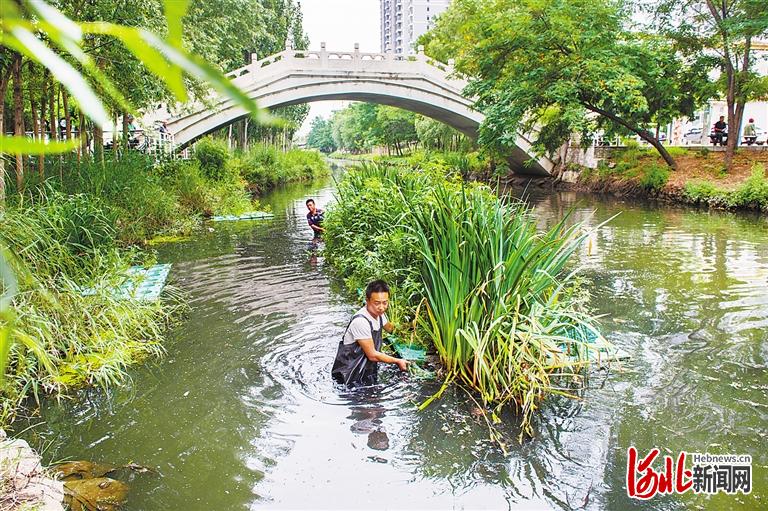 秦皇岛护城河河道内,工作人员正在设置生态浮岛。河北日报资料片