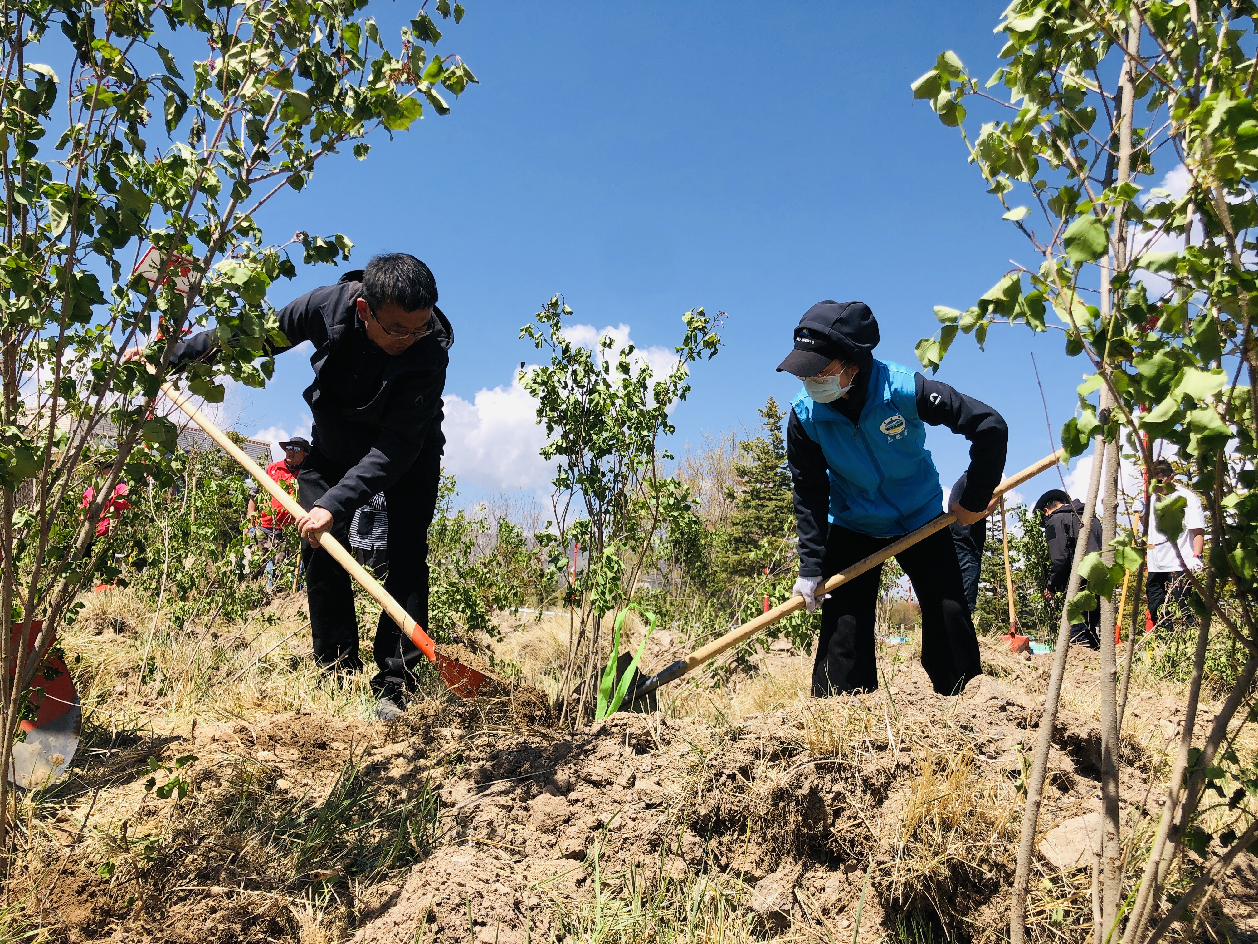 "我在青海湖畔有棵树"——2021年"保护青海湖,我是志愿者"公益林植树