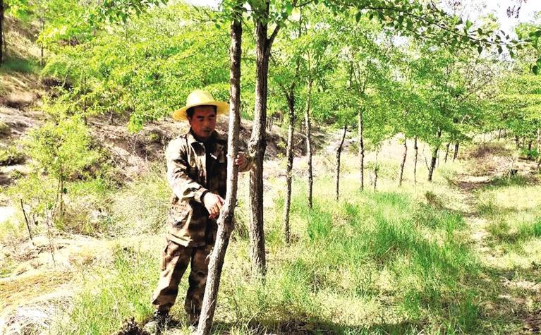 大山深处的绿化情缘:21年为10万亩荒山披“绿装”