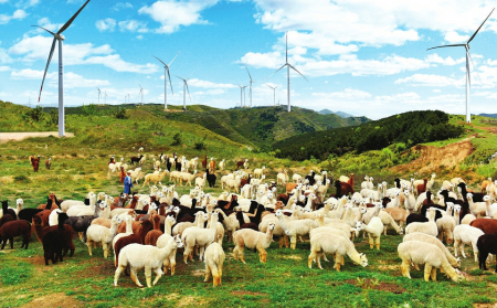 阳曲县七峰山羊驼养殖基地。