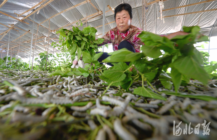 2021年5月22日，河北省临城县沁临农业科技有限公司员工在喂蚕。河北日报记者杜柏桦摄影报道