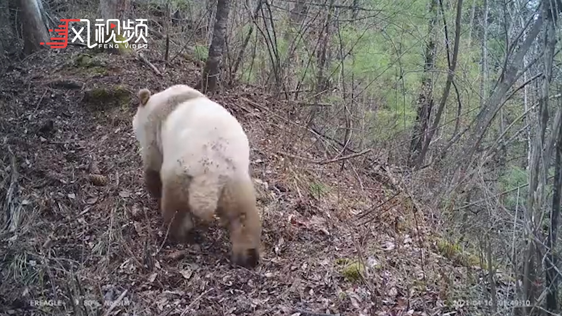 最新消息！陕西再现野生棕色大熊猫！