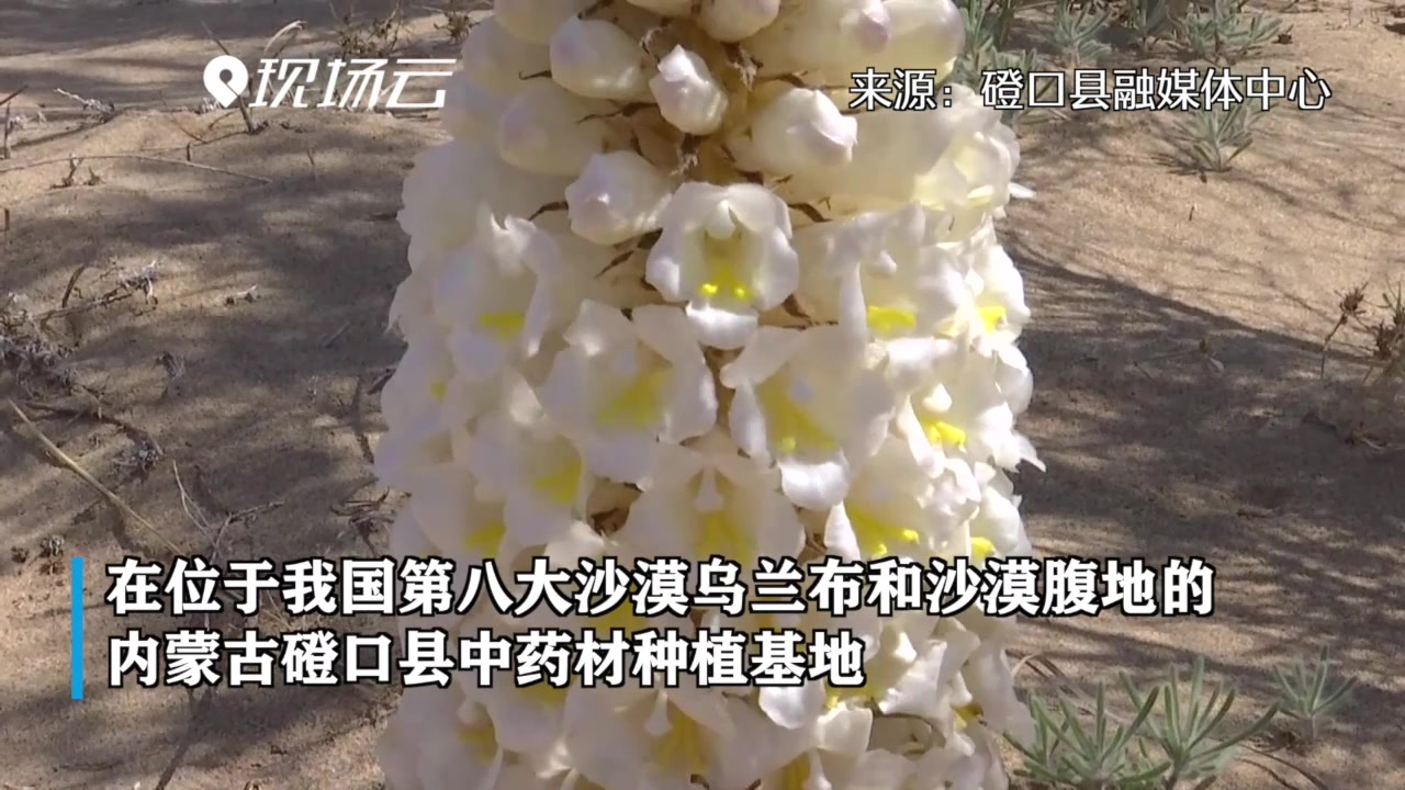 玲珑秀气似宝塔！肉苁蓉花开扮靓乌兰布和沙漠