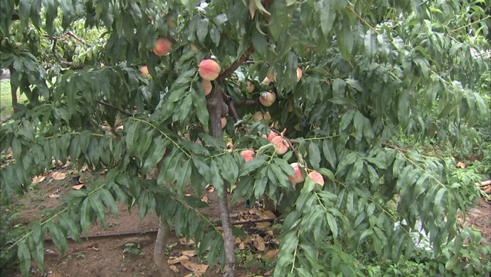 图为段甲岭镇蒋福山上的果树