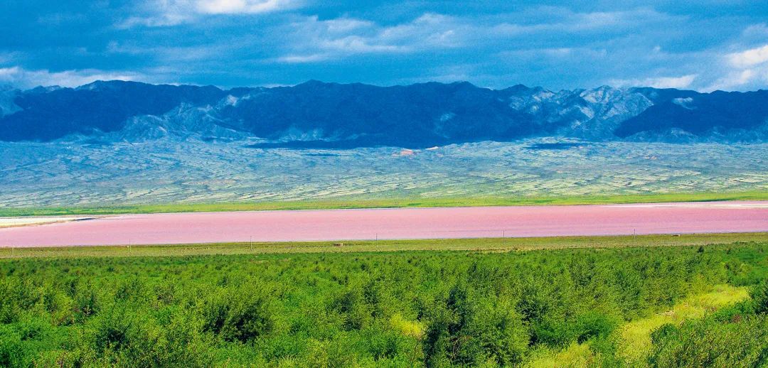 每到夏季,隨著湖水中的鹽度不斷增加,杜氏鹽藻(dunaliella salina)