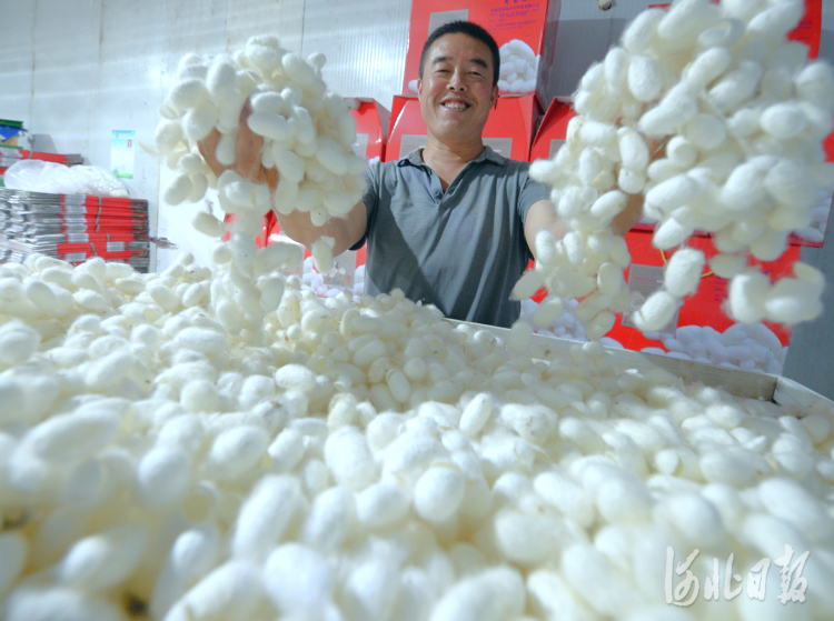 2021年5月22日，河北省临城县沁临农业科技有限公司员工展示收获的蚕茧。河北日报记者杜柏桦摄影报道