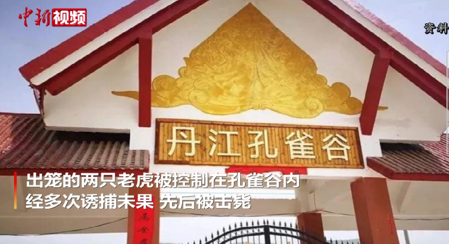 河南两只外逃老虎系宿州某马戏团所有现已击毙 16春晚节目 什么是社交能力 洪棠大尺度 河南两只外逃老虎系宿州某马戏团所有现已击毙 16春晚节目 什么是社交能力 洪棠大尺度