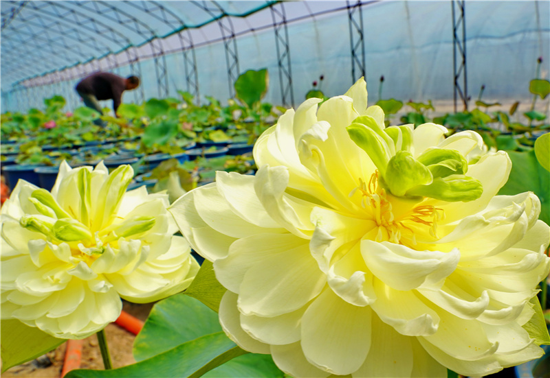 5月22日,滦州市茨榆坨镇草塘坨村的农民在管护观赏型多瓣荷花。