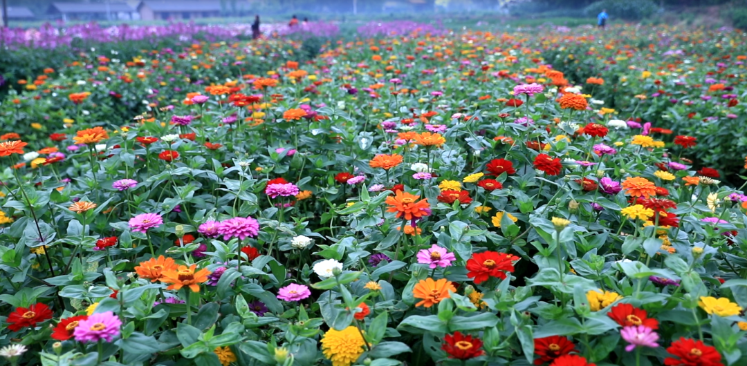重庆荣昌漂亮的花海你一定要去看看