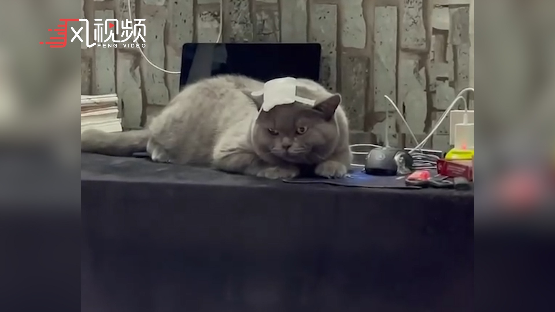 肥猫偷包子吃，半道被流浪猫打劫，惨变“秃头”