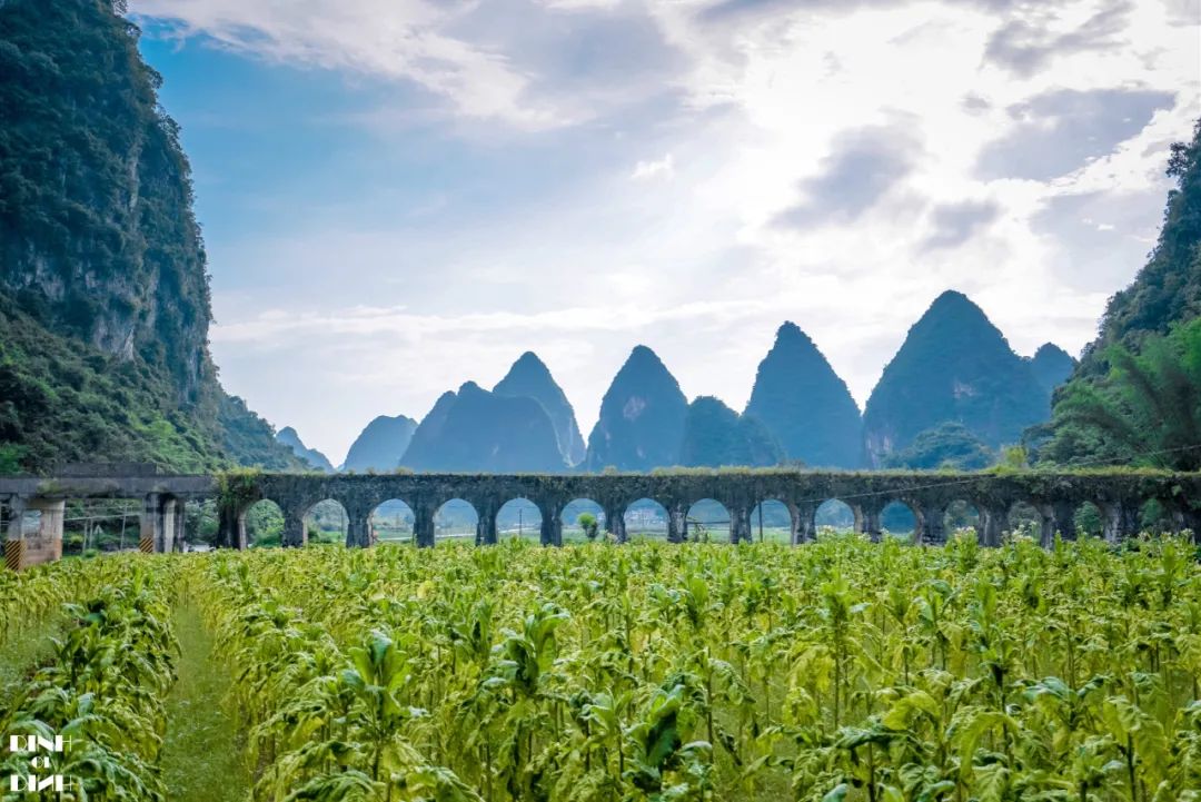 6月旅行地推荐 国内12个初夏限定风景 即将美上热搜 凤凰网