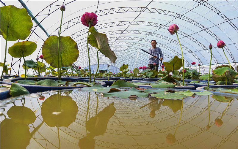 5月22日,滦州市茨榆坨镇草塘坨村的农民给观赏型多瓣荷花补水。