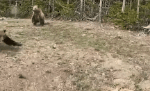 女子不听劝靠近灰熊拍照引来母熊暴冲 游客忍不住叫出声