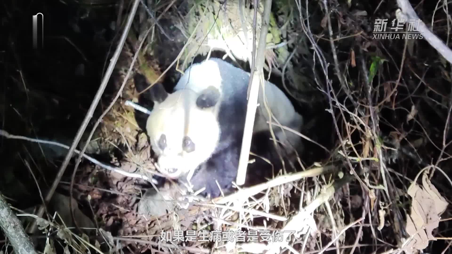 熊猫百问你来问｜遇到野生大熊猫该怎么办？