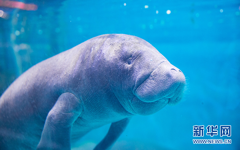 山东新生小海牛成海洋馆萌主