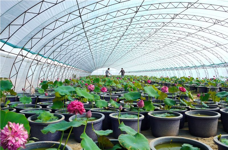 5月22日,滦州市茨榆坨镇草塘坨村的农民在管护观赏型多瓣荷花。