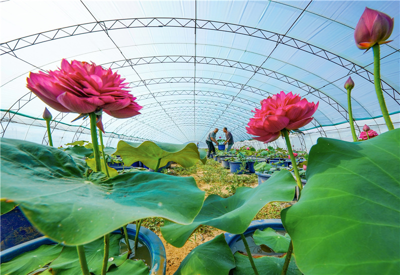 5月22日,滦州市茨榆坨镇草塘坨村的农民在搬运准备销售的观赏型多瓣荷花。