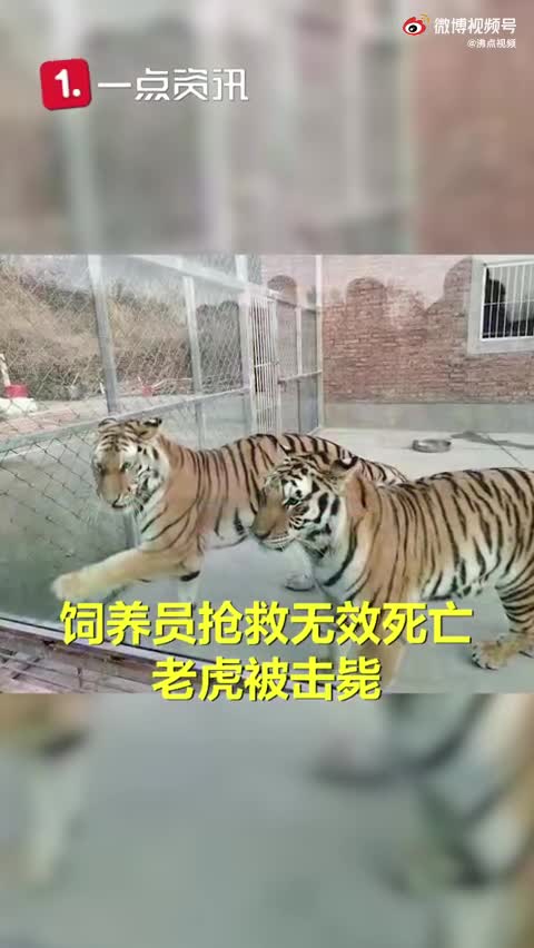 官方回应老虎咬死饲养员被击毙:无麻醉枪 担心杭州豹子出逃重演