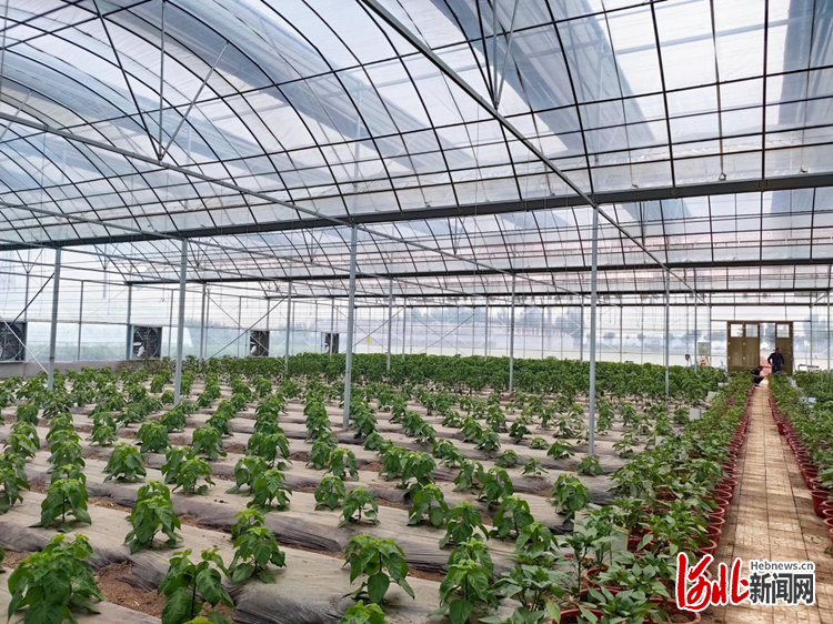 图为望都县辣椒种植基地。记者杨轲摄