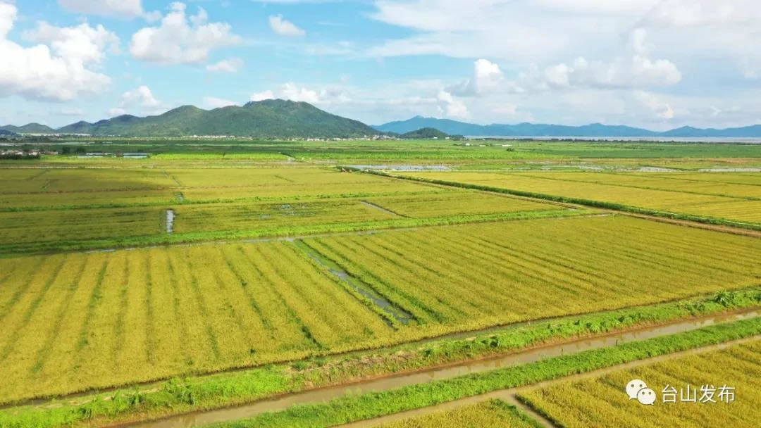 海宴海水稻种植基地.黄敬然 摄