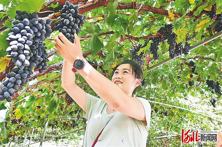 游客在昌黎县西山场村采摘葡萄。 河北日报通讯员牛富春摄