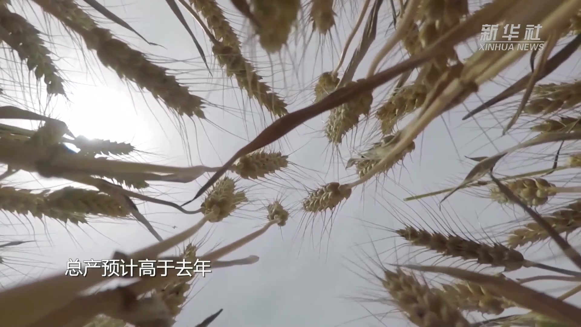 看，这就是皖北平原上的夏收现场
