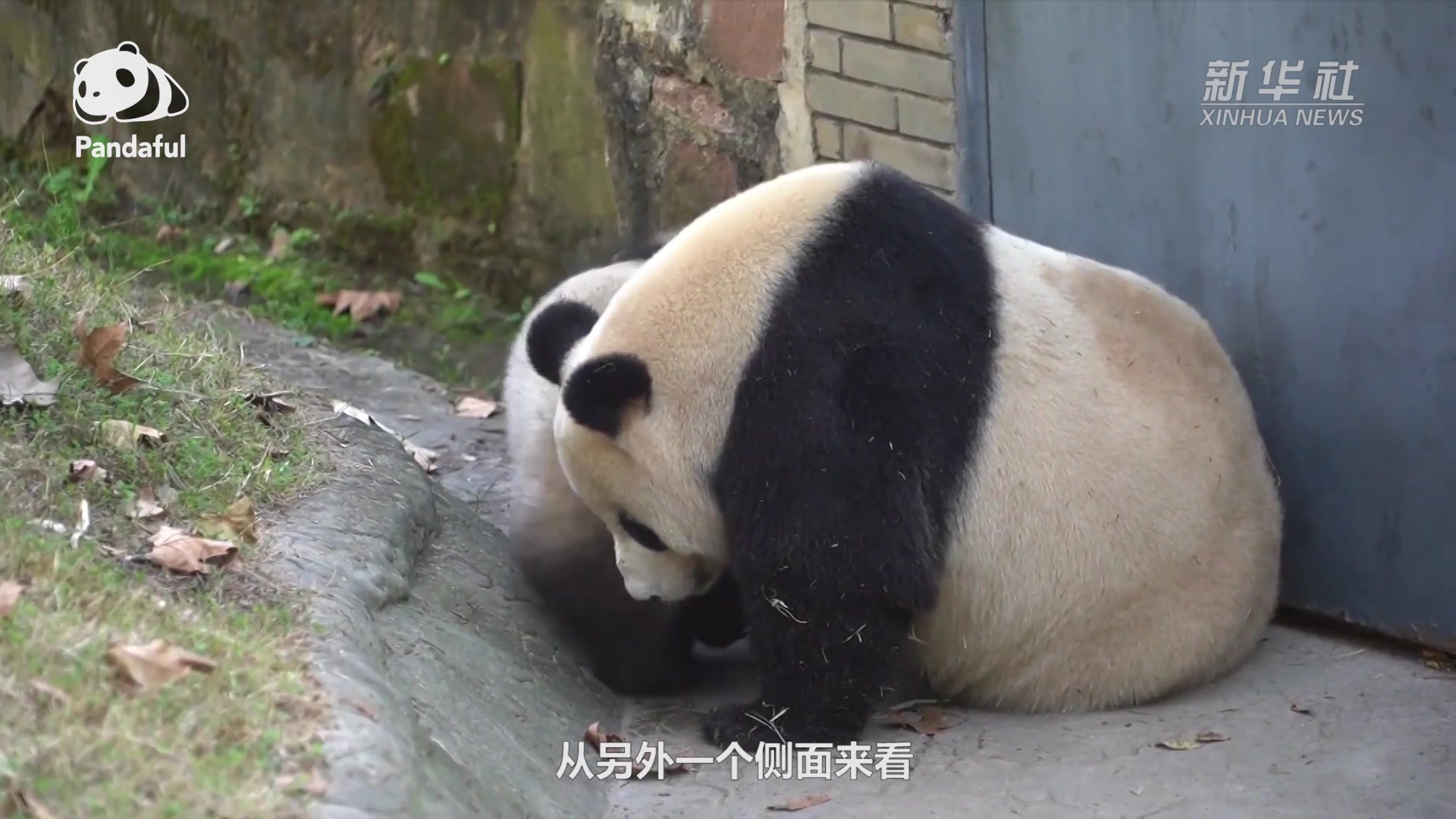 “滚滚”上新！中国大熊猫保护研究中心卧龙神树坪基地迎来今年首只熊猫宝宝|中国_新浪新闻